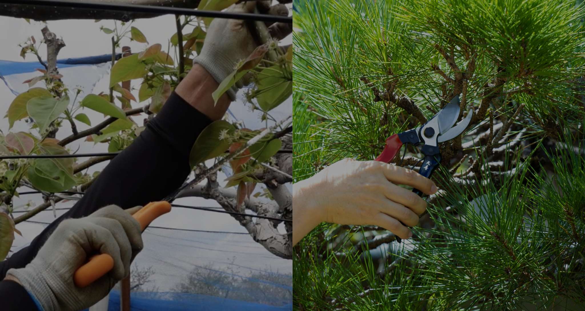 天寿 本鍛造 剪定鋏200 | 藤本産商株式会社